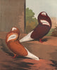 PIGEONS. Red & Yellow Jacobins. Antique chromolithograph 1880 old print
