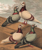 PIGEONS. Short & Long-faced Antwerps; Silver-Dun Blue. Chromolithograph 1880