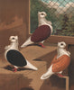 PIGEONS. Turbits; Black; Red; Yellow. Antique chromolithograph 1880 old print