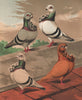 PIGEONS. English Owls; Blue Silver; Powdered Blue Yellow. Chromolithograph 1880