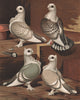 PIGEONS. Brunette; Satinette; Bluette; Silverette. Antique chromolithograph 1880