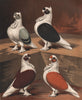 PIGEONS. Turbiteens. Blue & Black (crested); Red & Yellow (plain headed) 1880