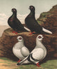 PIGEONS. Black Capuchins; Damascenes. Antique chromolithograph 1880 old print
