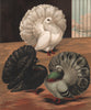 PIGEONS. English Fantails; Black; White; Blue. Antique chromolithograph 1880