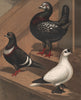 PIGEONS. Burmese or Florentine; Starling; Spot Fairy. Chromolithograph 1880