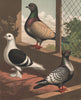 PIGEONS. Hyacinth; Shield; Suabian. Antique chromolithograph 1880 old print
