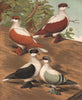 PIGEONS. Swallows; Yellow; Red; Black; Blue. Antique chromolithograph 1880