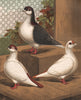 PIGEONS. Black Lahore; Red Helmet; Yellow Spot. Antique chromolithograph 1880