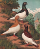 PIGEONS. Magpies. Antique chromolithograph 1880 old print picture