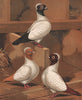 PIGEONS. Nuns; Yellow; Black; Red. Antique chromolithograph 1880 old print