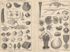 BRITISH FOSSILS. Triassic & Permian. Liassic. STANFORD 1913 old antique print