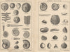 BRITISH FOSSILS. Lower Oolitic & Liassic. Lower Oolitic. STANFORD 1913 print