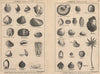 BRITISH FOSSILS. Lower Oolitic. STANFORD 1913 old antique print picture