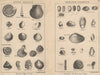 BRITISH FOSSILS. Upper Oolitic. Wealden-Purbeck. STANFORD 1913 old print