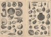 BRITISH FOSSILS. Lower Cretaceous. Upper Cretaceous. STANFORD 1913 old print