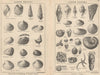 BRITISH FOSSILS. Lower Eocene. STANFORD 1913 old antique vintage print picture