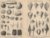 BRITISH FOSSILS. Upper Eocene. STANFORD 1913 old antique vintage print picture