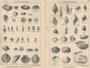 BRITISH FOSSILS. Pleistocene. STANFORD 1913 old antique vintage print picture