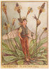 Ribwort Plantain Fairy by Cicely Mary Barker. Wayside Flower Fairies c1948