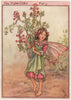 Fumitory Fairy by Cicely Mary Barker. Wayside Flower Fairies c1948 old print