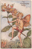 Honeysuckle Fairy by Cicely Mary Barker. Summer Flower Fairies c1935 old print
