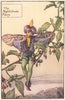 Night Shade Fairy by Cicely Mary Barker. Summer Flower Fairies c1935 old print