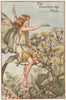 Traveller's Joy Fairy by Cicely Mary Barker. Summer Flower Fairies c1935 print