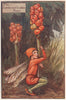 Lord's-and-ladies Fairy by Cicely Mary Barker. Autumn Flower Fairies c1935