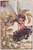 Elderberry Fairy by Cicely Mary Barker. Autumn Flower Fairies c1935 old print