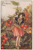 Black Bryony Fairy by Cicely Mary Barker. Autumn Flower Fairies c1935 print