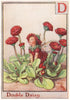 D = Double Daisy Fairy by Cicely Mary Barker. Alphabet Flower Fairies c1934
