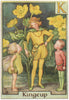 K = Kingcup Fairy by Cicely Mary Barker. Alphabet Flower Fairies c1934 print