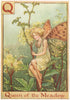 Q = Queen of the Meadow Fairy. Cicely Mary Barker. Alphabet Flower Fairies c1934