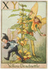 XY = Yellow Deadnettle Fairy. Cicely Mary Barker. Alphabet Flower Fairies c1934