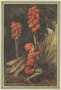 Lords and Ladies Fairy by Cicely Mary Barker. Winter Flower Fairies 1985 print