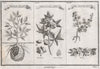 WEST AFRICAN PLANTS. Whydah Pease, The Cotton Tree, The Maniok Root 1746 print