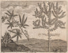 AFRICA. The Dakha Plant or Bangua. The Bukhu plant or Spiraea. After KOLBEN 1746