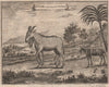 SOUTH AFRICA. 'Wild Asses at the Cape'. Zebras. Wild Goat. After TACHARD 1746