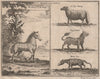 SOUTH AFRICAN MAMMALS. Zebra. Cape Sheep. 'Tiger Wolf'. Musk Cat. KOLBEN 1746