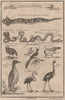 AFRICA. 'Reptiles & Birds'. Snakes Cerastes Hair/hood/horn serpents. CHILD 1746