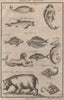 AFRICAN ANIMALS Mermaid Sea lion River horse (Hippo) Fish with sharp horn 1746