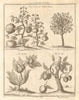 CHINA. 'Trees & Shrubs of India'. Cotton Trees. Ja ka. Li chi [Lychee] 1746