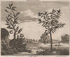 CHINA. 'Indian Trees or Shrubs; The Su ping; The Chew ku or Goyavas' 1746