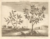 CHINA. 'Indian Trees or Shrubs; Quey pe or Cinnamon; The Ya ta or A te' 1746
