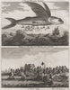 CHINA. Flying Fish. Lantang [LIANTANG] village near Ma kau [MACAU]. WOOD 1746
