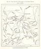 Chief Routes of Explorers in the Zariba Region. Sudan. Sketch map 1885 old
