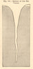 Section of the Rio Virgen. USA. Section. SMALL 1885 old antique print picture