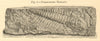 Paradoxides Harlani. Boston. SMALL. Fossils 1886 old antique print picture