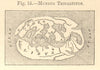 Mundus Tripartitus. World. Delphi Europe Libya Asia. SMALL sketch map 1886