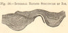 Internal banded structure of ice. SMALL. Science 1886 old antique print